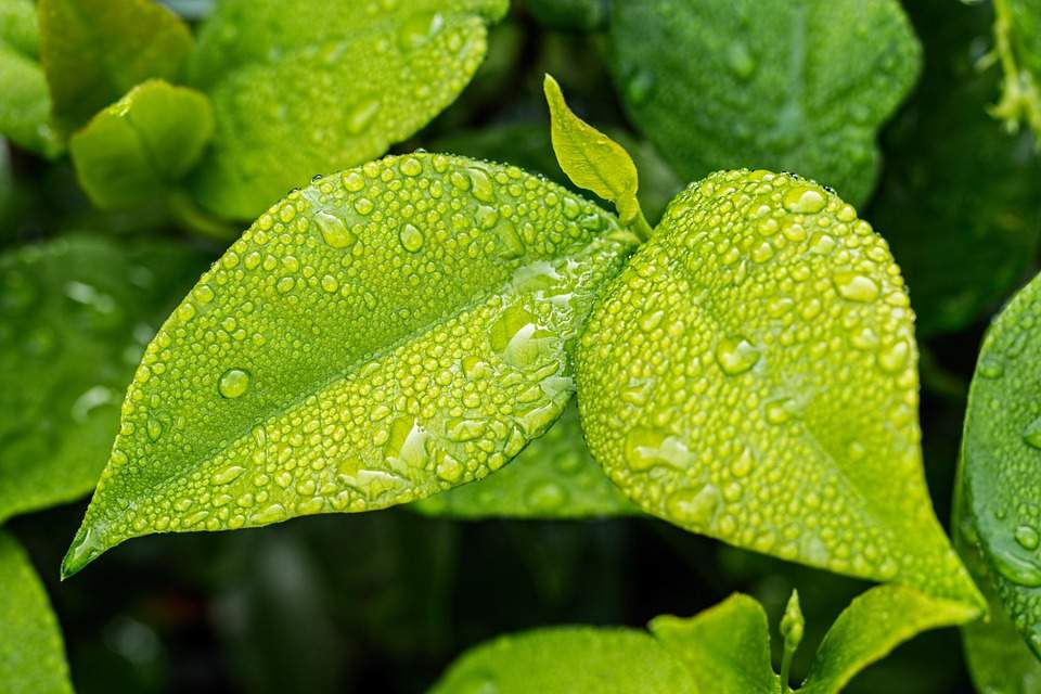 Read more about the article Importância da irrigação de canteiros e jardins